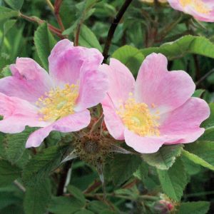 Rosa blanda, Smooth Rose, Early Wild Rose, Smooth Wild Rose, Meadow Rose, Labrador Rose, Wild Roses, Shrub Roses, pink roses, Hardy roses