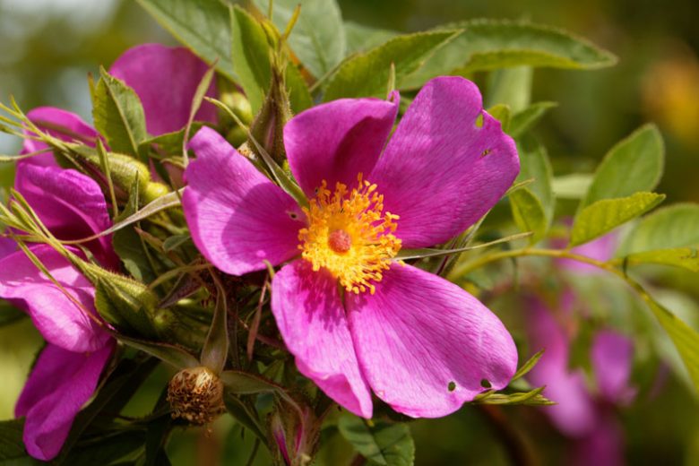 Rosa carolina, Carolina Rose, Pasture Rose, Shrub Roses, Pink roses, Hardy roses