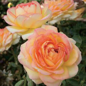 Rosa Centennial Star, Rose Centennial Star®, Rosa 'MEInerau', Hybrid Tea Roses, Shrub Roses,  Pink roses, Pink Hybrid Tea Roses,  Landscape Roses