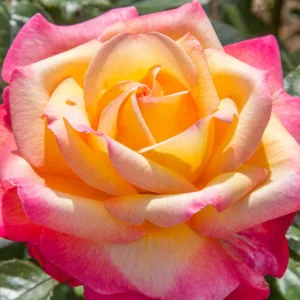 Rosa Enchanted Peace™, Rose Enchanted Peace™, Rosa 'MEIzoloi', Hybrid Tea Roses, Shrub Roses,  Pink roses, Pink Hybrid Tea Roses,  Pink Landscape Roses
