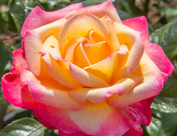 Rosa Enchanted Peace™, Rose Enchanted Peace™, Rosa 'MEIzoloi', Hybrid Tea Roses, Shrub Roses,  Pink roses, Pink Hybrid Tea Roses,  Pink Landscape Roses