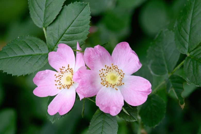 Rosa gymnocarpa, Dwarf Rose, Baldhip Rose, Wood Rose, Little Wild Rose, Wild Roses, Shrub Roses, pink roses, Drought tolerant roses