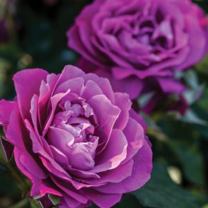 Rosa Heirloom, Rose Heirloom, Rosa JACbloom, Hybrid Tea Roses, Shrub Roses,  Purple roses, Purple Hybrid Tea Roses,  Landscape Roses