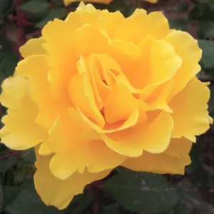Rosa Henry Fonda, Rose 'Henry Fonda', Rosa 'JACyes', Hybrid Tea Roses, Shrub Roses,  Yellow roses, Yellow Hybrid Tea Roses,  Landscape Roses
