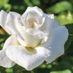 Rosa Honor™, Rose Honor™, Rosa Michèle Torr, Rosa  Silhouette, Rosa Silver Medal, Rosa 'JAColite', Hybrid Tea Roses, Shrub Roses,  White roses, White Hybrid Tea Roses,  White Landscape Roses