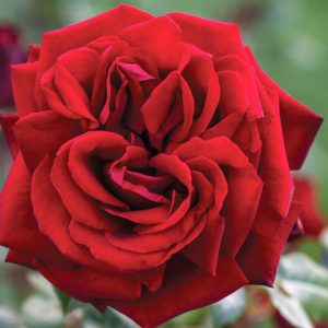 Rosa Ingrid Bergman, Rose Ingrid Bergman®, Rosa Love You Mum, Rosa 'POUlman', Hybrid Tea Roses, Shrub Roses,  Red roses, Red Hybrid Tea Roses,  Red Landscape Roses