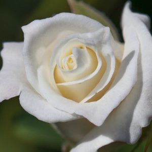 Rosa John F. Kennedy, Rose 'John F. Kennedy', Rosa 'BOEgif', Rosa 'BOEgil', Rosa 'JFK', Rosa 'John F. Kennedy', Rosa 'John Kennedy', Rosa 'President John F. Kennedy', Hybrid Tea Roses, Shrub Roses, White roses, White Hybrid Tea Roses,  Landscape Roses