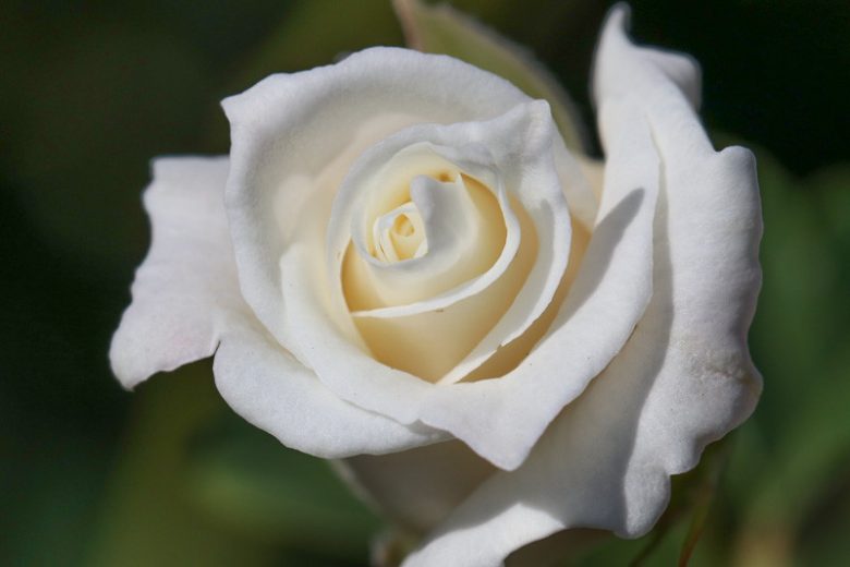 Rosa John F. Kennedy, Rose 'John F. Kennedy', Rosa 'BOEgif', Rosa 'BOEgil', Rosa 'JFK', Rosa 'John F. Kennedy', Rosa 'John Kennedy', Rosa 'President John F. Kennedy', Hybrid Tea Roses, Shrub Roses, White roses, White Hybrid Tea Roses,  Landscape Roses