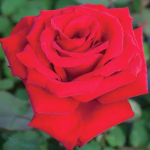 Rosa Love’s Promise, Rose Love’s Promise™, Rosa Graaf Lennart, Rosa Graf Lennart, Rosa Marcel Pagnol, Rosa Matilda, Rosa 'MEIsoyris', Rosa Red Cross, Rosa Velveteen, Hybrid Tea Roses, Shrub Roses,  Red roses, Red Hybrid Tea Roses,  Red Landscape Roses