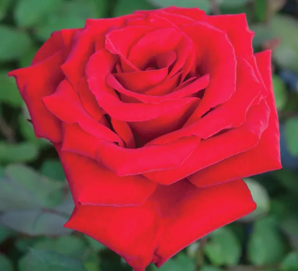 Rosa Love’s Promise, Rose Love’s Promise™, Rosa Graaf Lennart, Rosa Graf Lennart, Rosa Marcel Pagnol, Rosa Matilda, Rosa 'MEIsoyris', Rosa Red Cross, Rosa Velveteen, Hybrid Tea Roses, Shrub Roses,  Red roses, Red Hybrid Tea Roses,  Red Landscape Roses