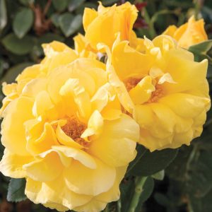 Rosa St. Patrick, Rose St. Patrick®, Rosa Irish Luck, Rosa Limelight, Rosa Saint Patrick, Rosa 'WEKamanda', Hybrid Tea Roses, Shrub Roses, Yellow roses, Yellow Hybrid Tea Roses,  Landscape Roses