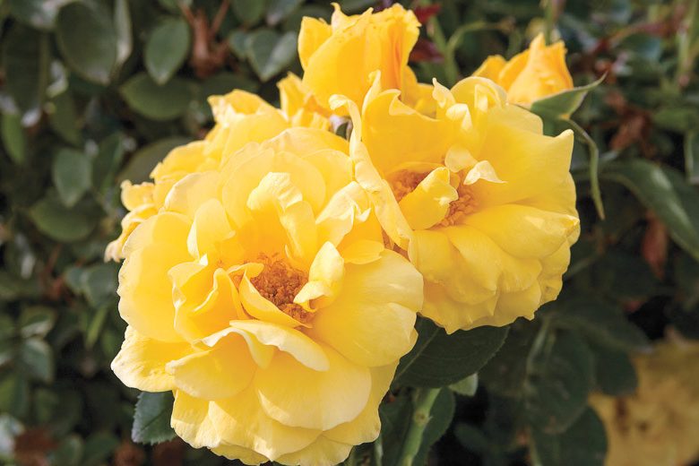 Rosa St. Patrick, Rose St. Patrick®, Rosa Irish Luck, Rosa Limelight, Rosa Saint Patrick, Rosa 'WEKamanda', Hybrid Tea Roses, Shrub Roses, Yellow roses, Yellow Hybrid Tea Roses,  Landscape Roses