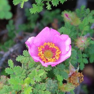 Rosa minutifolia, Baja Rose, Ensenada Rose, Small-Leaved Rose, Wild Roses, Shrub Roses, pink roses, Drought tolerant roses