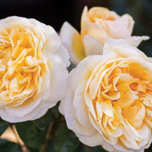 Rosa Moonlight Romantica, Rose Moonlight Romantica®, Rosa 'Meikaquinz', Hybrid Tea Roses, Shrub Roses,  Yellow roses, Yellow Hybrid Tea Roses,  Landscape Roses