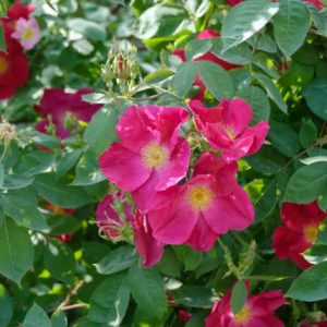 Rosa Moyesii, Rosa Geranium, Rose geranium, Rose Nevada, Rosa Nevada, David austin rose, Mandarin Rose, Moyes Rose, Moyesii Hybrids, Wild Roses, Shrub roses, pink roses, Climbing Roses, fragrant roses