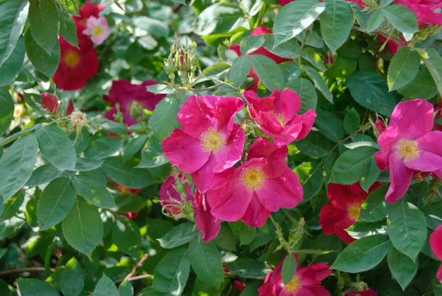 Rosa Moyesii, Rosa Geranium, Rose geranium, Rose Nevada, Rosa Nevada, David austin rose, Mandarin Rose, Moyes Rose, Moyesii Hybrids, Wild Roses, Shrub roses, pink roses, Climbing Roses, fragrant roses