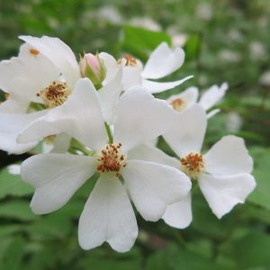 Rosa multiflora, Multiflora Rose, Many-Flowered Rose, Japanese Rose, Baby Rose, Bramble Rose, Wild Roses, Shrub Roses, Climbing Roses, Rosa polyantha, White Roses, Hardy Roses