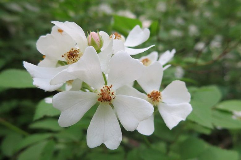 Rosa multiflora, Multiflora Rose, Many-Flowered Rose, Japanese Rose, Baby Rose, Bramble Rose, Wild Roses, Shrub Roses, Climbing Roses, Rosa polyantha, White Roses, Hardy Roses