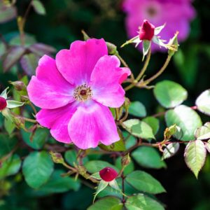 Rosa nitida, Shining Rose, New England Rose, Northeastern Rose, Glanz-Rose, Wild Roses, Shrub Roses, pink roses, Hardy roses