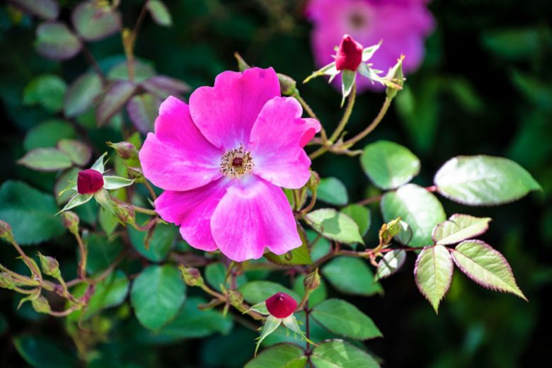 Rosa nitida, Shining Rose, New England Rose, Northeastern Rose, Glanz-Rose, Wild Roses, Shrub Roses, pink roses, Hardy roses