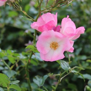 Rosa nutkana, Nootka Rose, Wild Roses, Shrub Roses, Wild Roses, Shrub Roses, pink roses, Drought tolerant roses