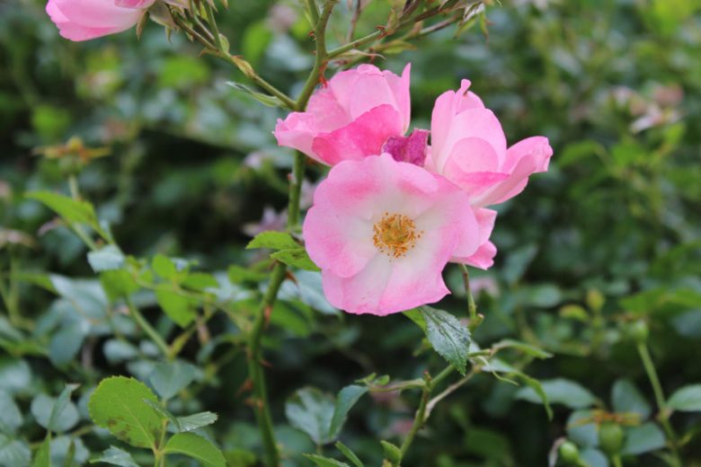 Rosa nutkana, Nootka Rose, Wild Roses, Shrub Roses, Wild Roses, Shrub Roses, pink roses, Drought tolerant roses