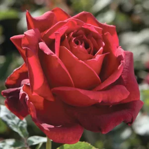 Rosa Oklahoma, Rose 'Oklahoma', Hybrid Tea Roses, Shrub Roses,  Red roses, Red Hybrid Tea Roses,  Red Landscape Roses