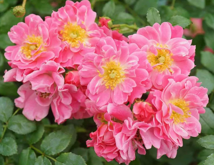 Rose Oso Easy Double Pink, Rosa Oso Easy Double Pink, Oso Easy Double Pink Rose, Shrub Roses, Rose bushes, Garden Roses, Rosa 'MEIRIFTDAY', Pink Roses, Pink Flowers, Groundcover Rose
