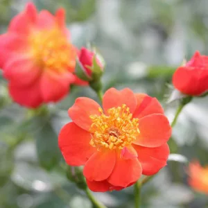 Rose Oso Easy Hot Paprika, Rosa Oso Easy Hot Paprika, Oso Easy Hot Paprika Rose, Shrub Roses, Rose bushes, Garden Roses, Rosa 'FARROWRSP', Orange Roses, Orange Flowers, Groundcover Rose