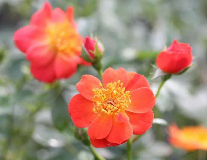 Rose Oso Easy Hot Paprika, Rosa Oso Easy Hot Paprika, Oso Easy Hot Paprika Rose, Shrub Roses, Rose bushes, Garden Roses, Rosa 'FARROWRSP', Orange Roses, Orange Flowers, Groundcover Rose