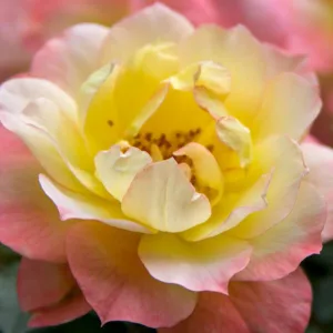 Rose Oso Easy Italian Ice, Rosa Oso Easy Italian Ice, Oso Easy Italian Ice Rose, Shrub Roses, Rose bushes, Garden Roses, Rosa'CHEWNICEBELL', Yellow Roses, Yellow Flowers