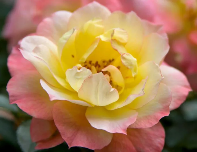 Rose Oso Easy Italian Ice, Rosa Oso Easy Italian Ice, Oso Easy Italian Ice Rose, Shrub Roses, Rose bushes, Garden Roses, Rosa'CHEWNICEBELL', Yellow Roses, Yellow Flowers