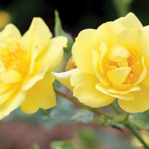 Rose Oso Easy Lemon Zest, Rosa Oso Easy Lemon Zest, Oso Easy Lemon Zest Rose, Shrub Roses, Rose bushes, Garden Roses, Rosa 'Chewhocan', Yellow Roses, Yellow Flowers, Groundcover Rose