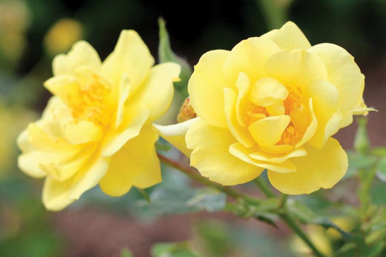 Rose Oso Easy Lemon Zest, Rosa Oso Easy Lemon Zest, Oso Easy Lemon Zest Rose, Shrub Roses, Rose bushes, Garden Roses, Rosa 'Chewhocan', Yellow Roses, Yellow Flowers, Groundcover Rose