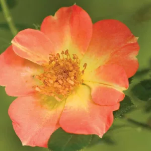 Rose Oso Easy Paprika, Rosa Oso Easy Paprika, Oso Easy Paprika Rose, Shrub Roses, Rose bushes, Garden Roses, Rosa 'ChewMayTime', Orange Roses, Orange Flowers, Groundcover Rose