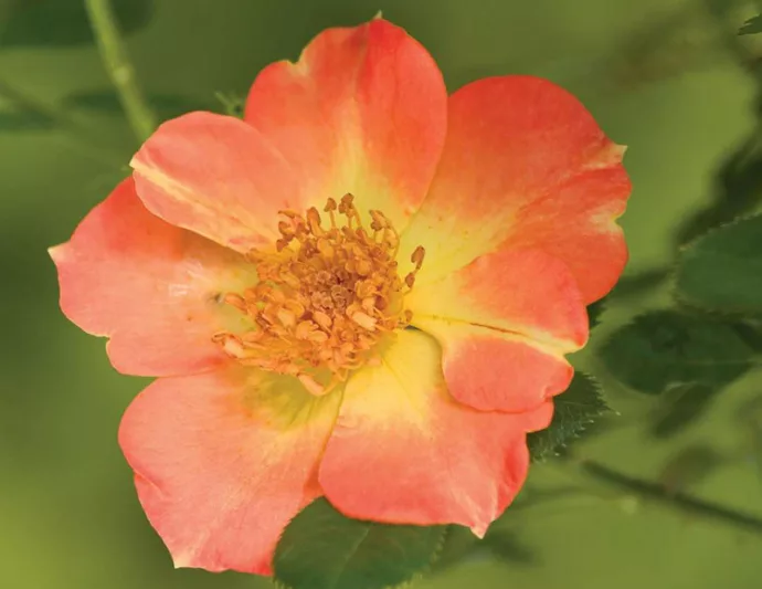Rose Oso Easy Paprika, Rosa Oso Easy Paprika, Oso Easy Paprika Rose, Shrub Roses, Rose bushes, Garden Roses, Rosa 'ChewMayTime', Orange Roses, Orange Flowers, Groundcover Rose