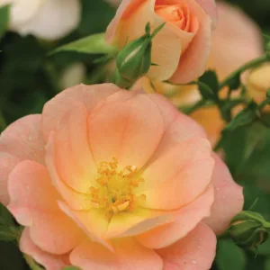 Rose Oso Easy Peachy Cream, Rosa Oso Easy Peachy Cream, Oso Easy Peachy Cream Rose, Shrub Roses, Rose bushes, Garden Roses, Rosa 'Horcoherent', Orange Roses, Orange Flowers, Groundcover Rose