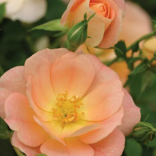 Rose Oso Easy Peachy Cream, Rosa Oso Easy Peachy Cream, Oso Easy Peachy Cream Rose, Shrub Roses, Rose bushes, Garden Roses, Rosa 'Horcoherent', Orange Roses, Orange Flowers, Groundcover Rose