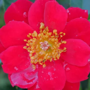 Rose Oso Easy Urban Legend, Rosa Oso Easy Urban Legend, Oso Easy Urban Legend Rose, Shrub Roses, Rose bushes, Garden Roses, Rosa 'ChewPatout', Red Roses, Red Flowers, Groundcover Rose