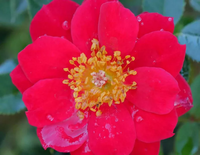 Rose Oso Easy Urban Legend, Rosa Oso Easy Urban Legend, Oso Easy Urban Legend Rose, Shrub Roses, Rose bushes, Garden Roses, Rosa 'ChewPatout', Red Roses, Red Flowers, Groundcover Rose