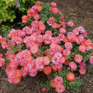 Rose Oso Easy Mango Salsa, Rosa Oso Easy Mango Salsa, Oso Easy Mango Salsa Rose, Shrub Roses, Rose bushes, Garden Roses, Rosa 'ChewperAdventure', Orange Roses, Orange Flowers, Groundcover Rose