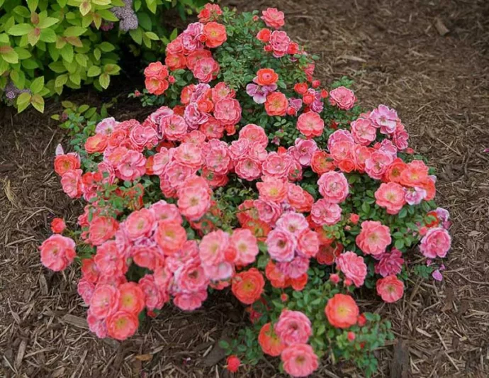 Rose Oso Easy Mango Salsa, Rosa Oso Easy Mango Salsa, Oso Easy Mango Salsa Rose, Shrub Roses, Rose bushes, Garden Roses, Rosa 'ChewperAdventure', Orange Roses, Orange Flowers, Groundcover Rose