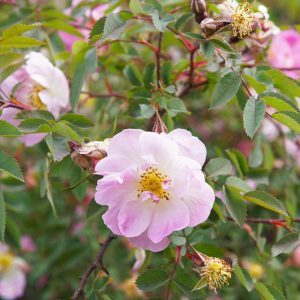 Rosa palustris, Swamp Rose, Rosa floridana, Rosa lancifolia, Rosa palustris var. dasistema, Shrub Roses, Pink roses, Hardy roses