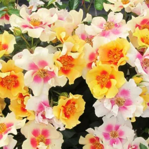 Rose Ringo®, Rosa Ringo®, Ringo® Rose, Shrub Roses, Rose bushes, Garden Roses, Rosa 'ChewBullseye', Pink Roses, Pink Flowers, Groundcover Rose, Yellow Roses, Yellow Flowers