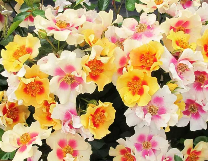 Rose Ringo®, Rosa Ringo®, Ringo® Rose, Shrub Roses, Rose bushes, Garden Roses, Rosa 'ChewBullseye', Pink Roses, Pink Flowers, Groundcover Rose, Yellow Roses, Yellow Flowers
