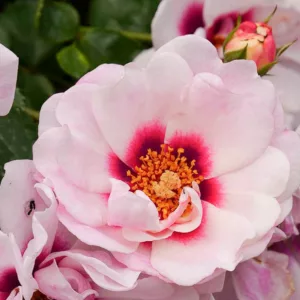 Rose Ringo Double Pink, Rosa Ringo Double Pink, Ringo Double PinkRose, Shrub Roses, Rose bushes, Garden Roses, Rosa 'ChewDelight', Pink Roses, Pink Flowers, Groundcover Rose,