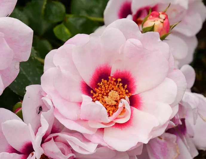Rose Ringo Double Pink, Rosa Ringo Double Pink, Ringo Double PinkRose, Shrub Roses, Rose bushes, Garden Roses, Rosa 'ChewDelight', Pink Roses, Pink Flowers, Groundcover Rose,