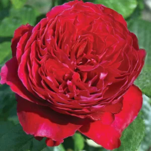 Rosa Rouge Royale, Rose Rouge Royale™, Rosa  Alain Souchon, Rosa Caruso, Rosa Father's Love, Rosa 'MEIkarouz', Rosa Royal Red, Rosa Valentina Casucci, Hybrid Tea Roses, Shrub Roses,  Red roses, Red Hybrid Tea Roses,  Red Landscape Roses