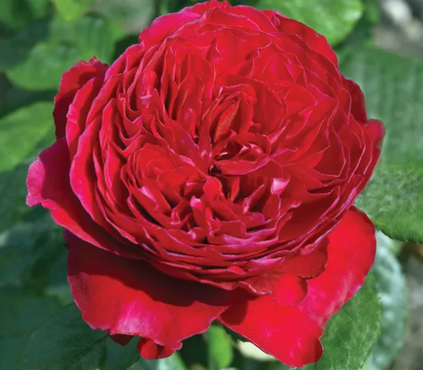 Rosa Rouge Royale, Rose Rouge Royale™, Rosa  Alain Souchon, Rosa Caruso, Rosa Father's Love, Rosa 'MEIkarouz', Rosa Royal Red, Rosa Valentina Casucci, Hybrid Tea Roses, Shrub Roses,  Red roses, Red Hybrid Tea Roses,  Red Landscape Roses