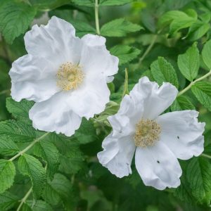 Rosa Rugosa 'Alba', Rose 'Alba', Rosa 'White Japanese Rose, White Wrinkled Rose, Ramanas Rose, Shrub Roses, Wild Roses, Rugosa Hybrids, White roses, Hardy roses